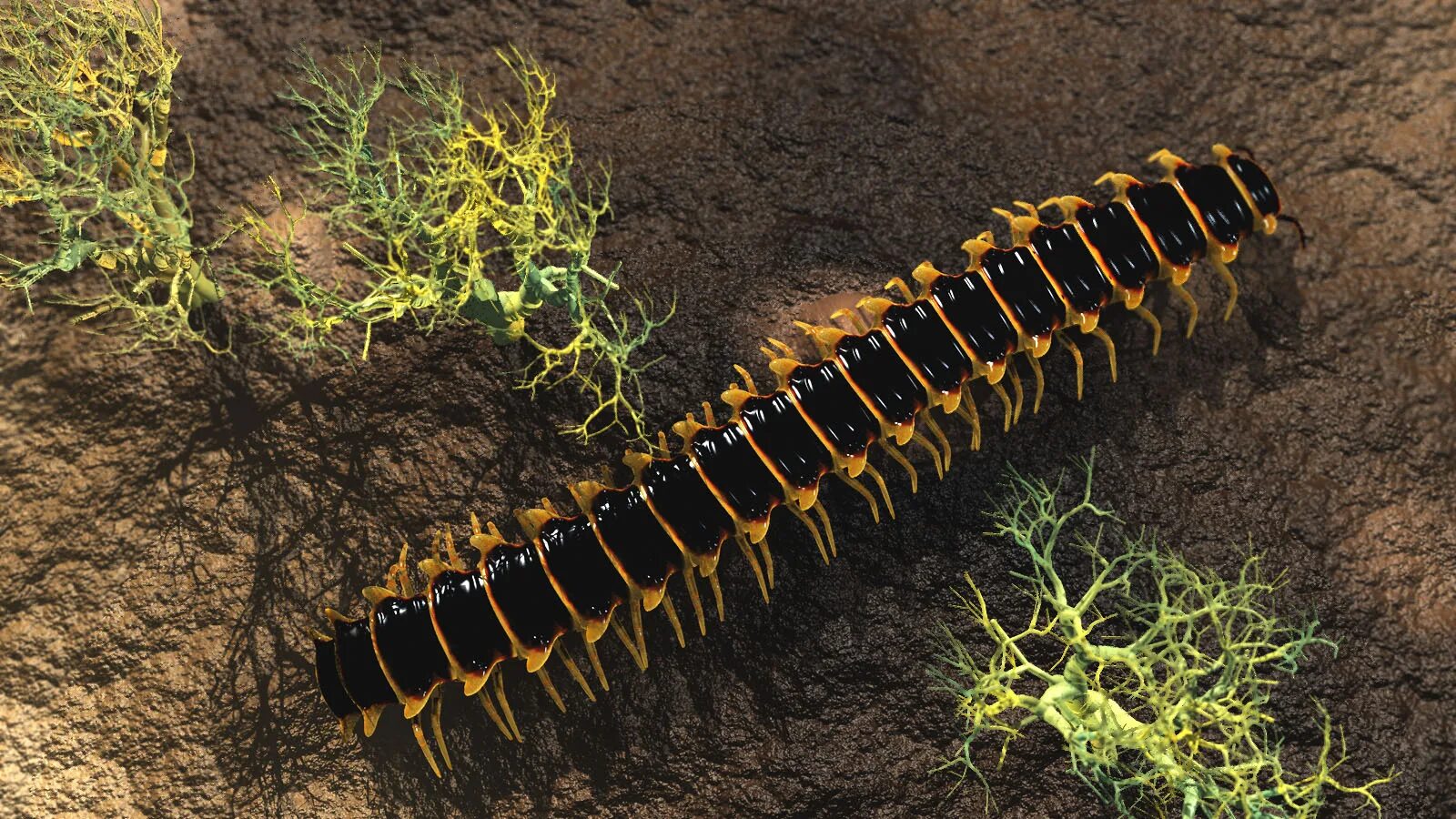 многоножка броненосец покров. черный жук многоножка. мадагаскарская многоножка. многоножка броненосец покров. мокрица многоножка.