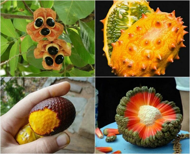 На какой плод похож. Фрукт Нубия. Эшта фрукт. Экзотические плоды. Необычные фрукты названия.