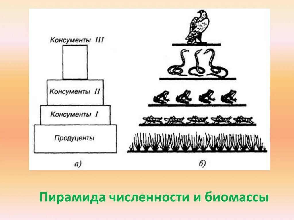 Экологическая пирамида численности. Пирамида биомасс пирамида чисел пирамида энергии. Перевернутая экологическая пирамида численности. Экологические пирамиды пирамида биомасс.