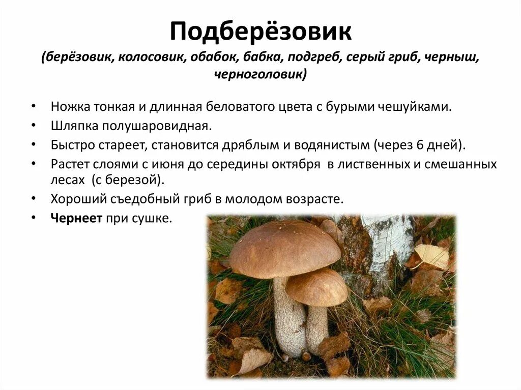 Подберезовик колосовик. Грибы обабки фото и описание как готовить. Гриб колосовик фото и описание. Стишок про подберезовик.