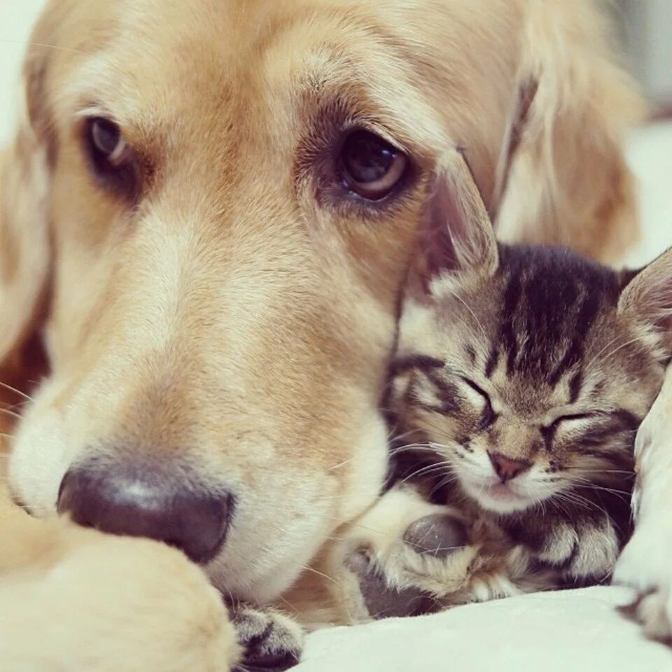 Котят и щенят вместе. Котики собачки. животные вместе. собака и кошка вместе. кошка и собака друзья.