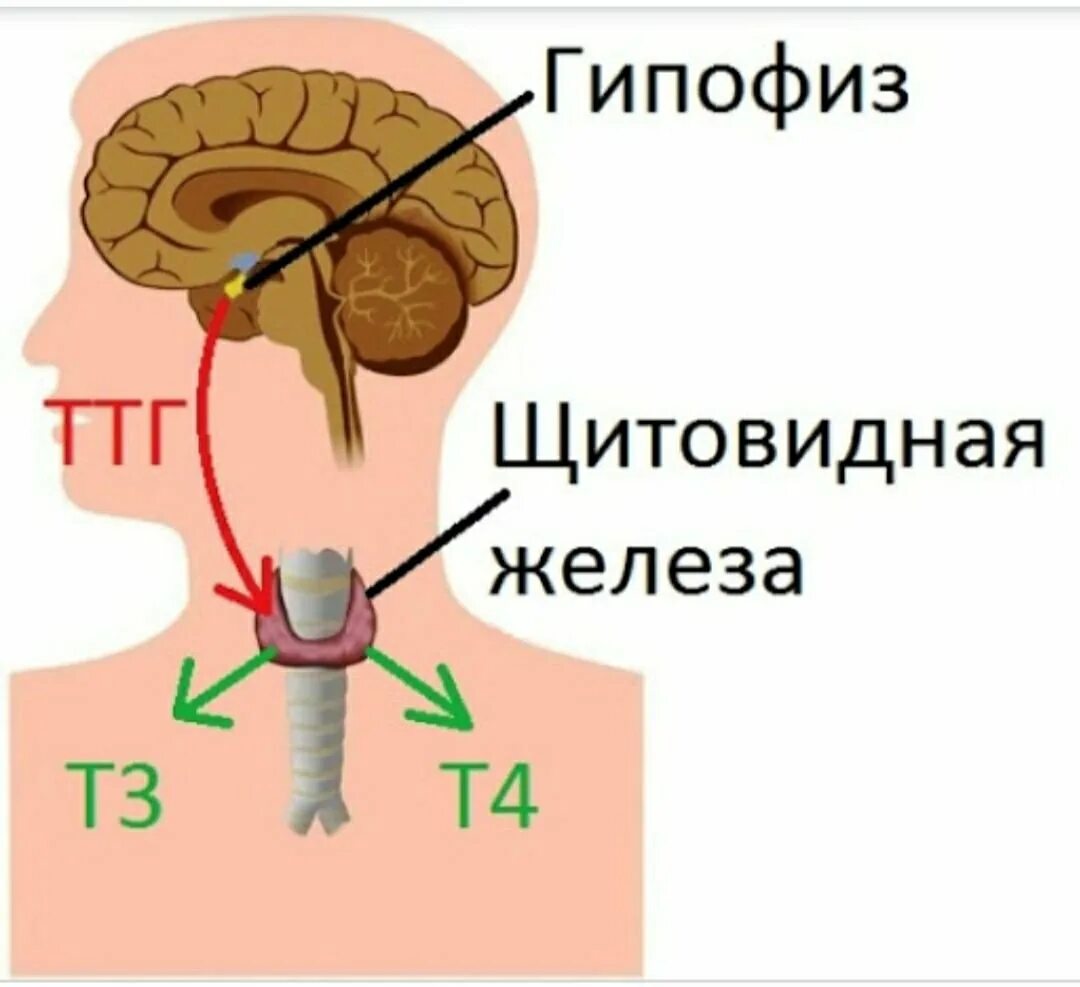 Гипо щитовидной железы. Связь гипофиза и щитовидной железы. Гипофиз и щитовидка. Гормоны гипофиза и щитовидной железы. Тиреотропный гормон гипофиза