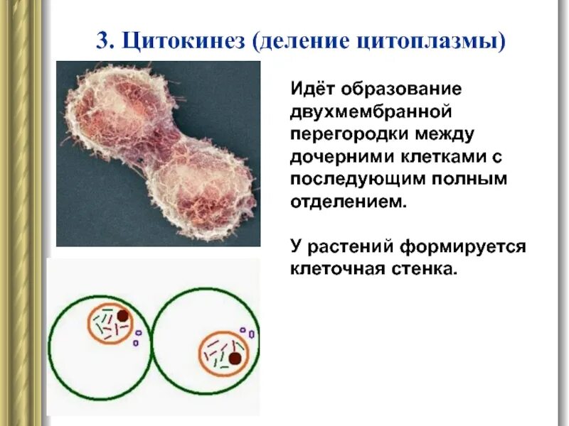 Цитокинез деление