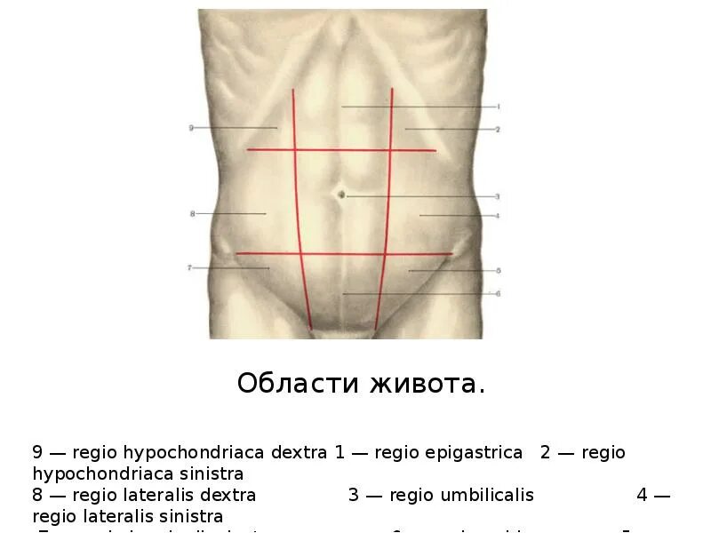 Сегменты живота. Области живота. области живота схема. области живота анатомия. деление живота на области.