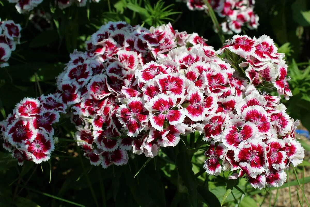 Турецкая гвоздика весной. Гвоздика бородатая - Dianthus barbatus. Гвоздика Барбатус махровая. Гвоздика турецкая махровая. Диантус, гвоздика (турецкая).