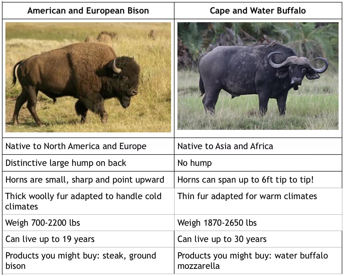 Какой тип питания характерен для бизона. Як ЗУБР Бизон. ЗУБР И Бизон сравнение. Бизон от зубра. Размеры бизона и зубра.