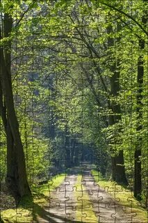 Forest paths