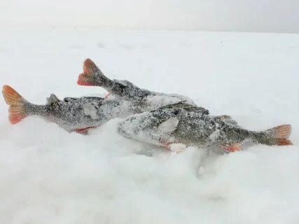 Выборгская рыбалка