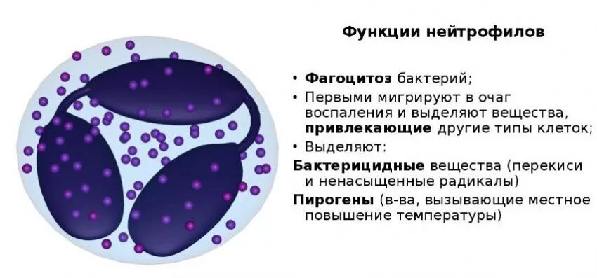 Роль нейтрофилов в воспалении. Функции нейтрофилов иммунология. Функциональная роль нейтрофилов. Нейтрофилы. Нейтрофилы функции.