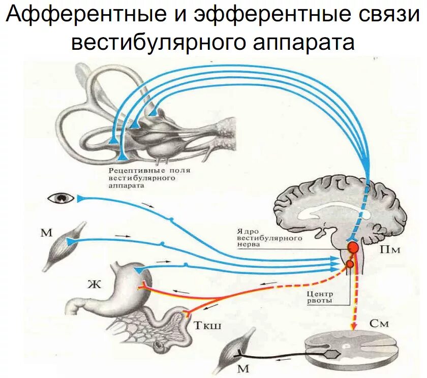 Вестибулярный анализатор схема рефлекса. Схема физиология вестибулярной сенсорной системы. Вестибулярный анализатор схема физиология. Рефлекторная дуга вестибулярного анализатора.