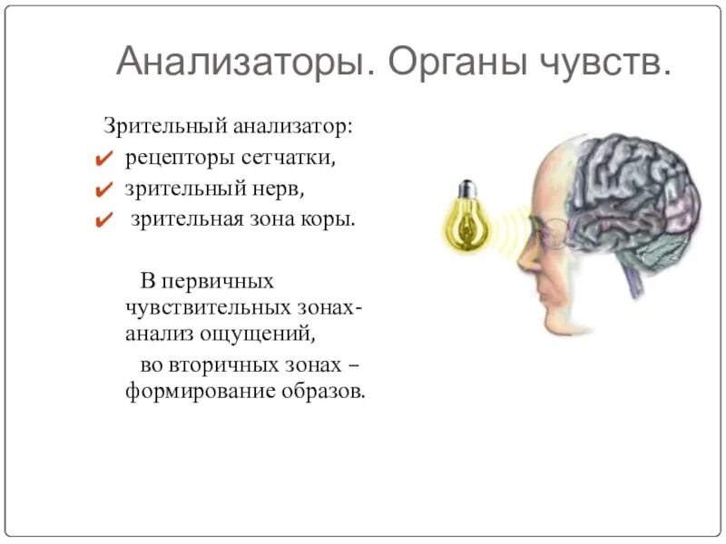 Анализаторы человека 8 класс. Органы чувств анализаторы 8 класс биология. Анализаторы презентация 8 класс биология. Анализаторы ощущений.