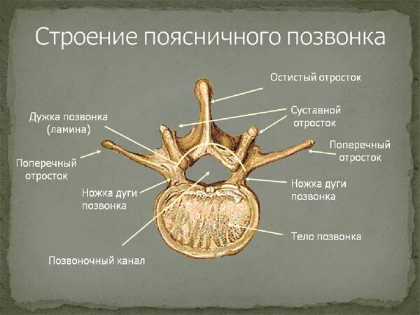 Где находится 6 позвонок шейного и грудного отдела у человека?