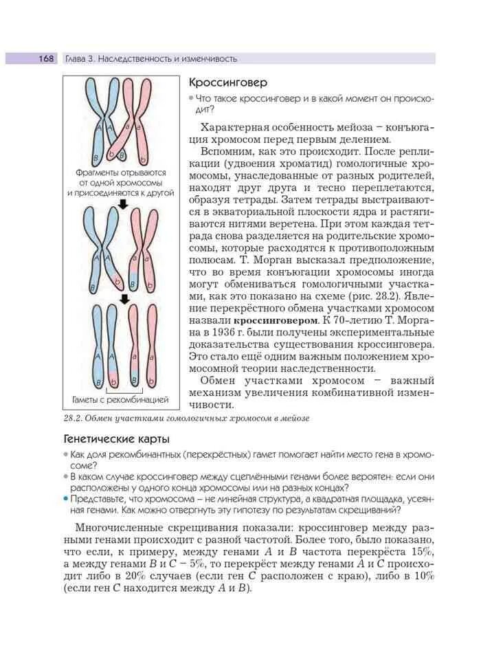 Кроссинговер это в биологии. Кроссинговер хромосом. Между гомологичными хромосомами происходит кроссинговер. Гомологичные хромосомы в мейозе. Гомологичные хромосомы митоз или мейоз