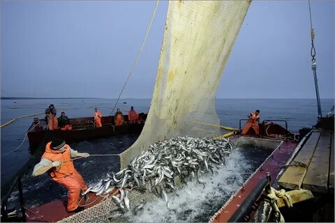 Тымлатского рыбокомбината камчатка