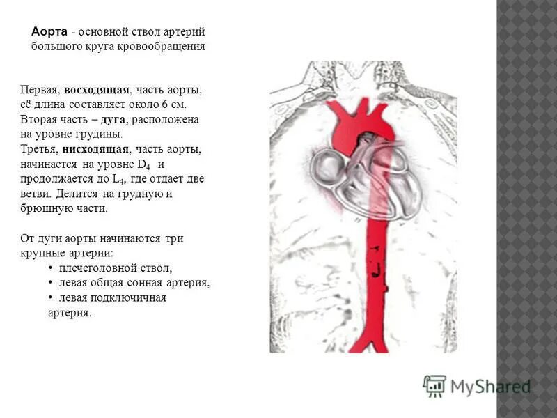 восходящая часть дуга аорты и нисходящая часть. синдром такаясу классификация. ветви начального отдела и дуги аорты. ветви нисходящей части аорты схема. аорта и ее отделы ветви дуги аорты.