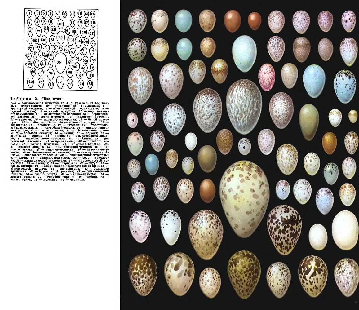 Какого цвета яйца птиц. Яйца птиц. Разновидности яиц. Разные формы яиц. Разнообразие птичьих яиц.
