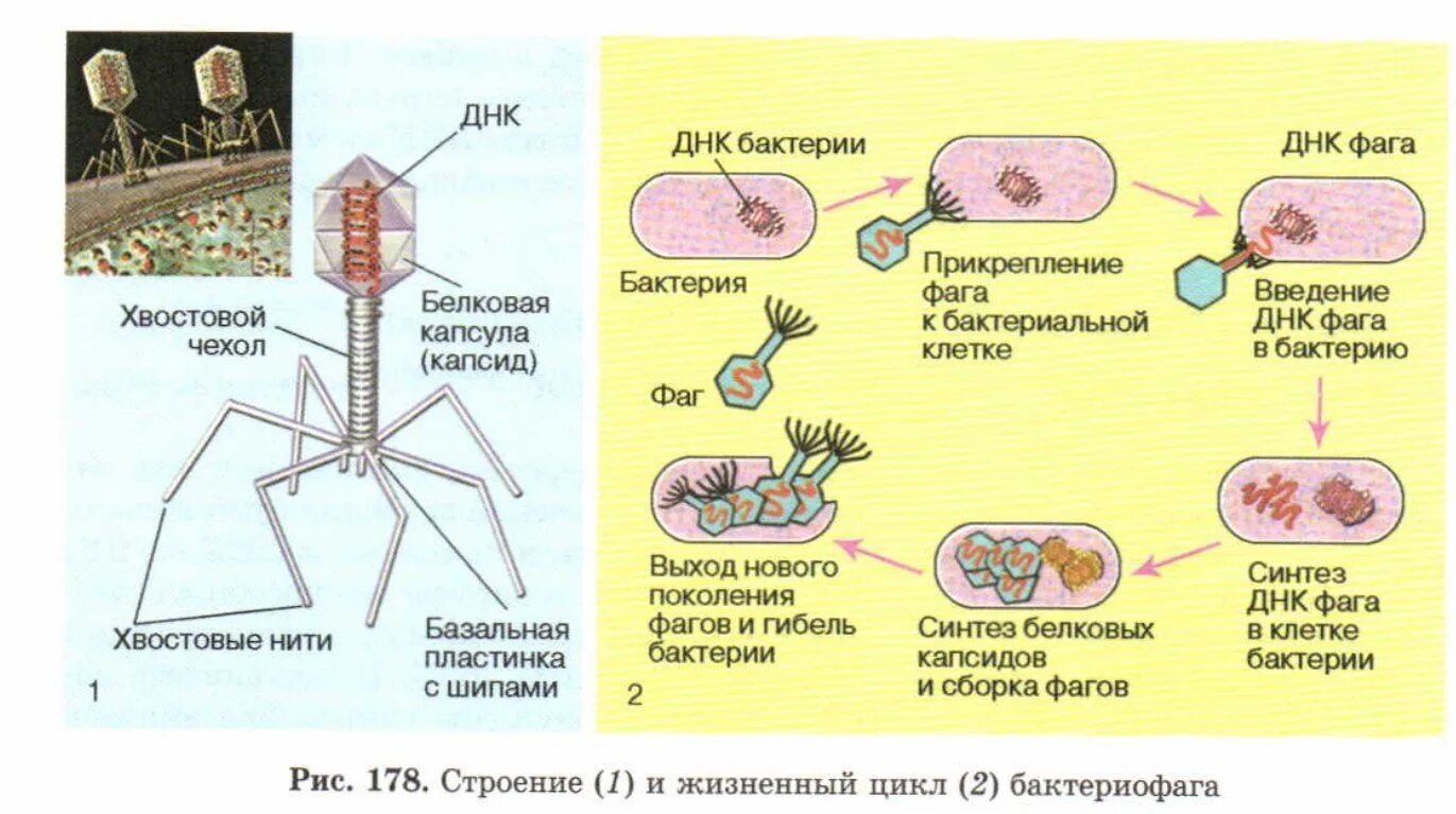 Вирусы биология задания. Жизненный цикл вирулентного бактериофага. Стадии жизненного цикла бактериофага. Жизненный цикл бактериофага биология 9 класс. Жизненный цикл бактериофага схема.