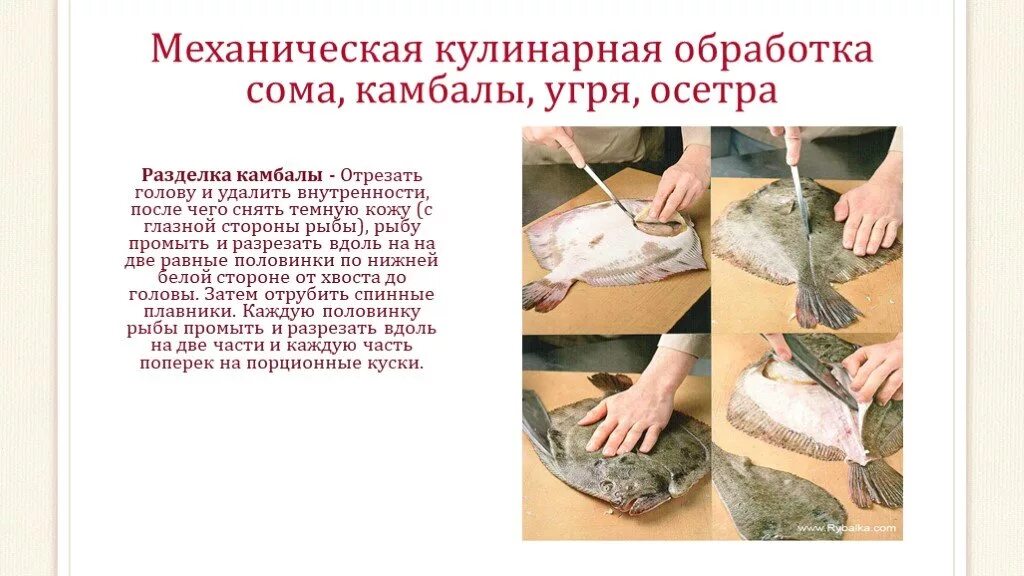 Обработка некоторых видов рыб. Механическая кулинарная обработка камбаловых. обработка и разделка бесчешуйчатой рыбы. схема разделки осетровой рыбы. механическая кулинарная обработка щуки.