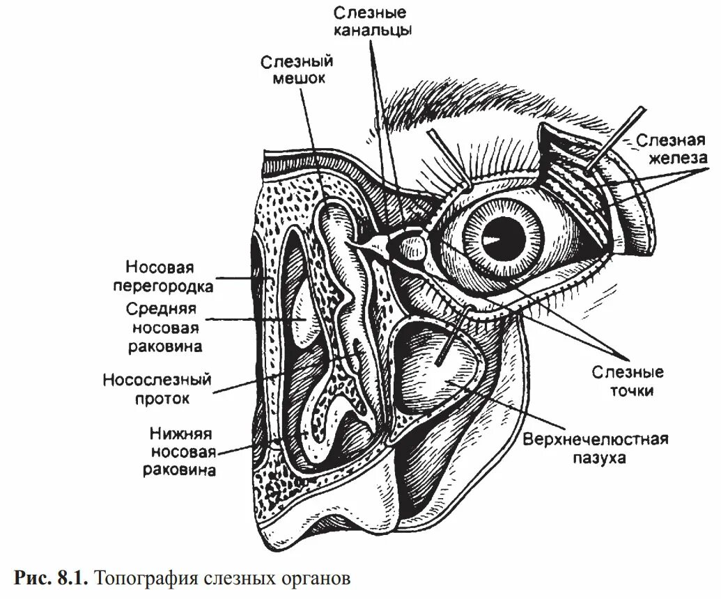 Слезная железа строение. Строение слезной железы анатомия. Слезная железа анатомия топография. Строение глаза слезный мешок , железа. Строение носослезного аппарата.