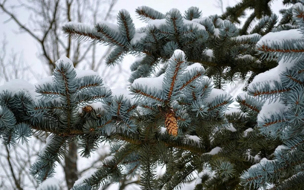 голубая ель шишки хвоя. ель колючая ретрофлекса хвоя. голубая ель айдахо. еловые ветки в снегу. голубая ель зима.