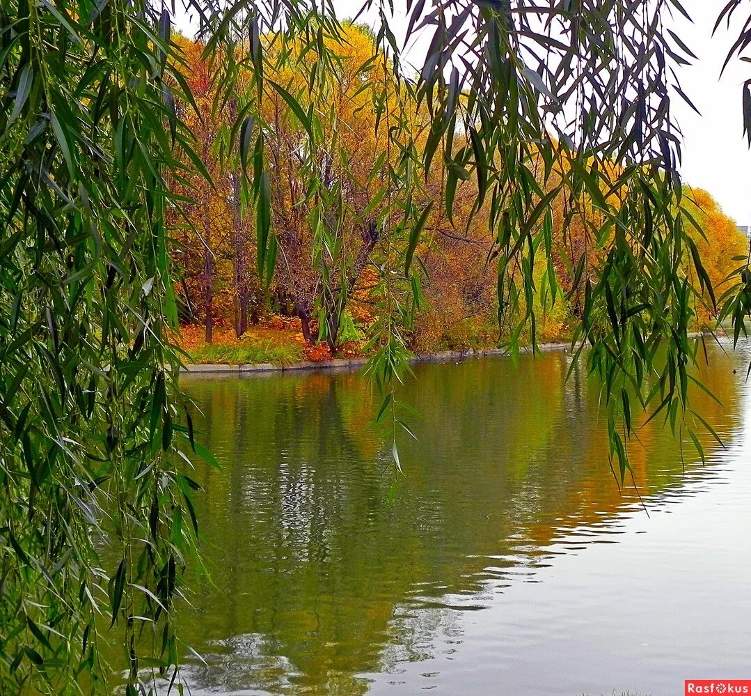 Ива плакучая Кореновск. Плакучая Ива осень. Плакучая Ива дерево. Плакучая Ива у реки.