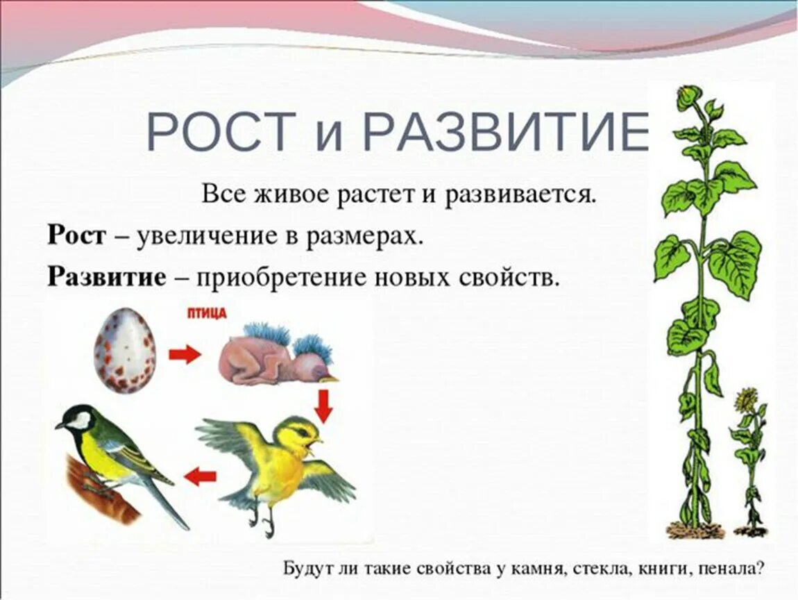 Свойство живого 6 класс. Развитие живых организмов. Рост и развитие живых организмов. Свойства живого рост и развитие. Развитие свойство живых организмов.