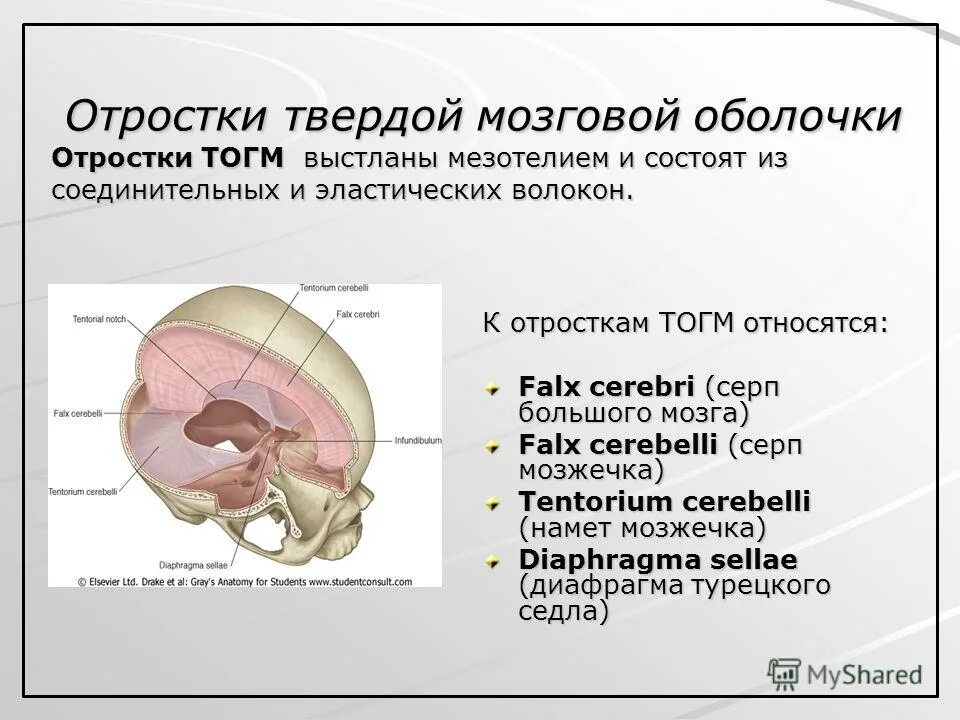 мозговые оболочки головного мозга топографическая анатомия. сосудистая оболочка головного мозга. твердая оболочка мозга строение. твёрдая оболочка головного мозга анатомия. твердая мозговая оболочка головного мозга схема.
