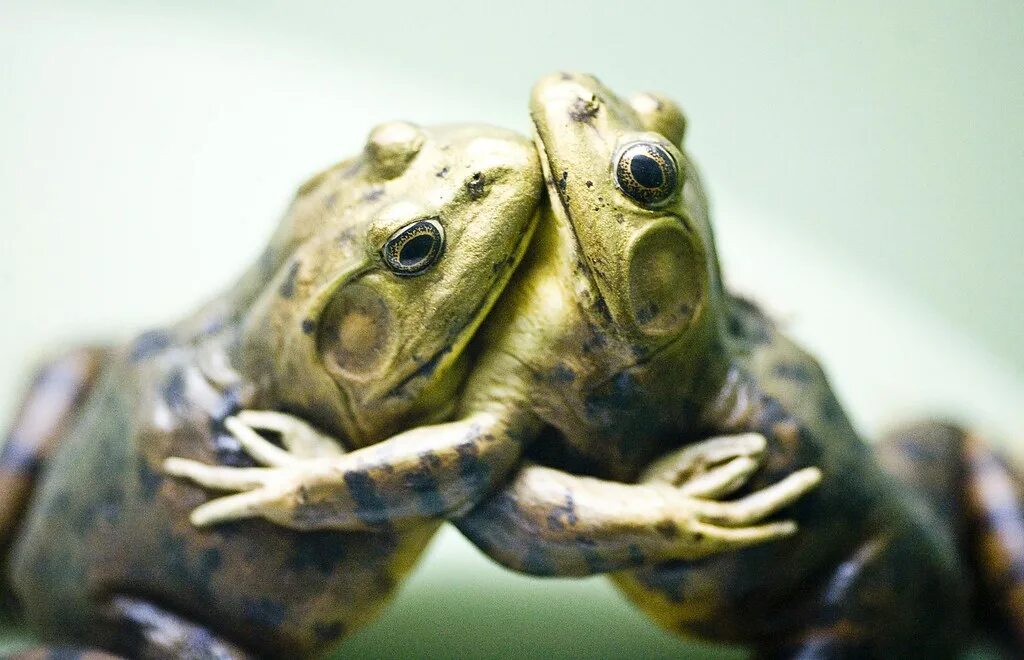 Душу жабу картинка. Лягушки обнимаются. Лягушка обнимает. Лягушки любовь. Жабы обнимаются.