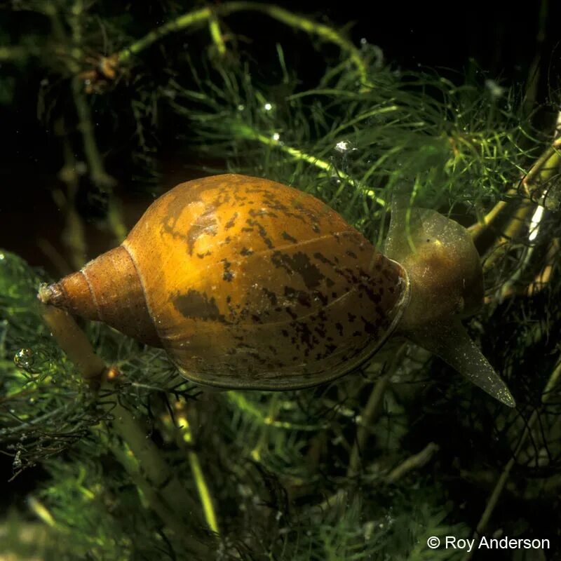 Обыкновенный прудовик (Lymnaea stagnalis). Прудовик малый - Lymnaea truncatula. Брюхоногие моллюски прудовик. Улитка прудовик большой