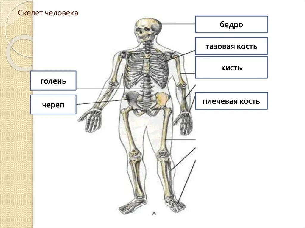 Кости позвоночника бедро и печень покажи. Скелет человека плечо и предплечье. Бедр на скелетео человека. Бедро человека на скелете человека. Бедренная кость на скелете.