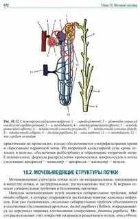 Гайворонский мочеполовая система