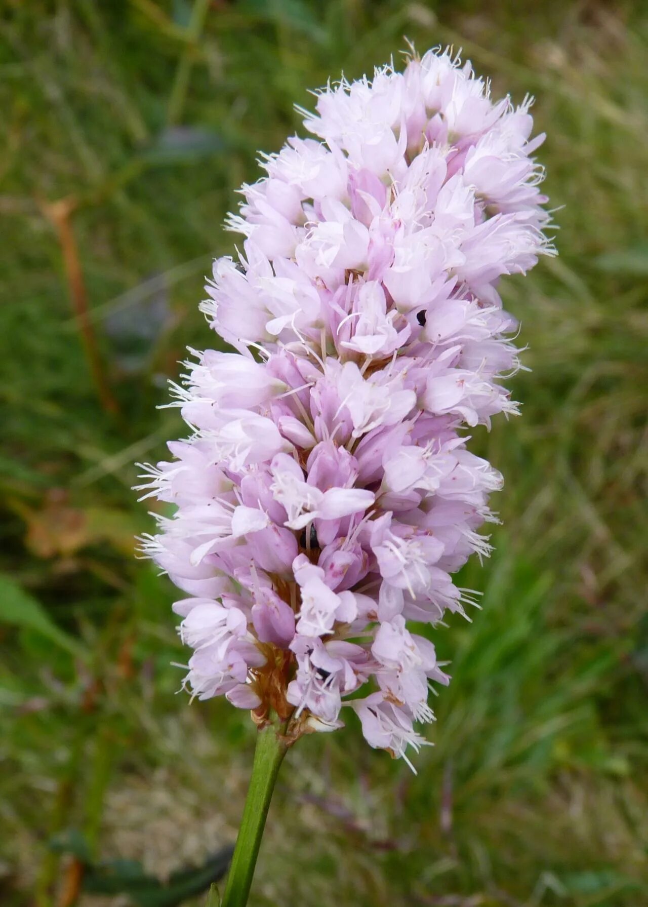 Горец змеиный. Змеевик Горец змеиный. Горец змеиный bistorta officinalis. Горец змеиный Polygonum bistorta l..