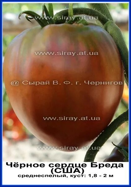 томат черное сердце бреда мязина. томат сердце бреда характеристика и описание. томат сердце бреда характеристика и описание. томат сердце бреда характеристика и описание. томат черный гигант мязина.