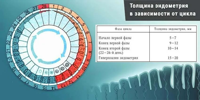 Толщина эндометрия в норме в фазе цикла. Ширина эндометрия норма по дням цикла. Фазы менструального цикла и толщина эндометрия. Толщина эндометрия по дням цикла норма.