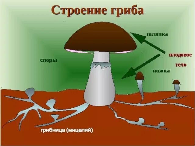 Главная часть любого гриба. Схема строения шляпочного гриба. Строение гриба с грибницей. Рисунок схема шляпочного гриба. Шляпочный гриб рисунок.