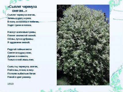 Там где ветви черемухи белые слушать