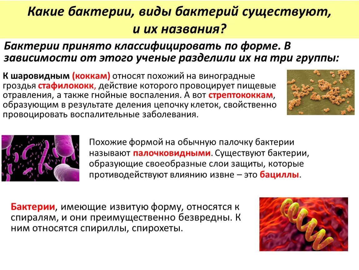 Ковид бактерия. Какие бактерии принято называть полезными и какие функции. Не вирус и не бактерия.