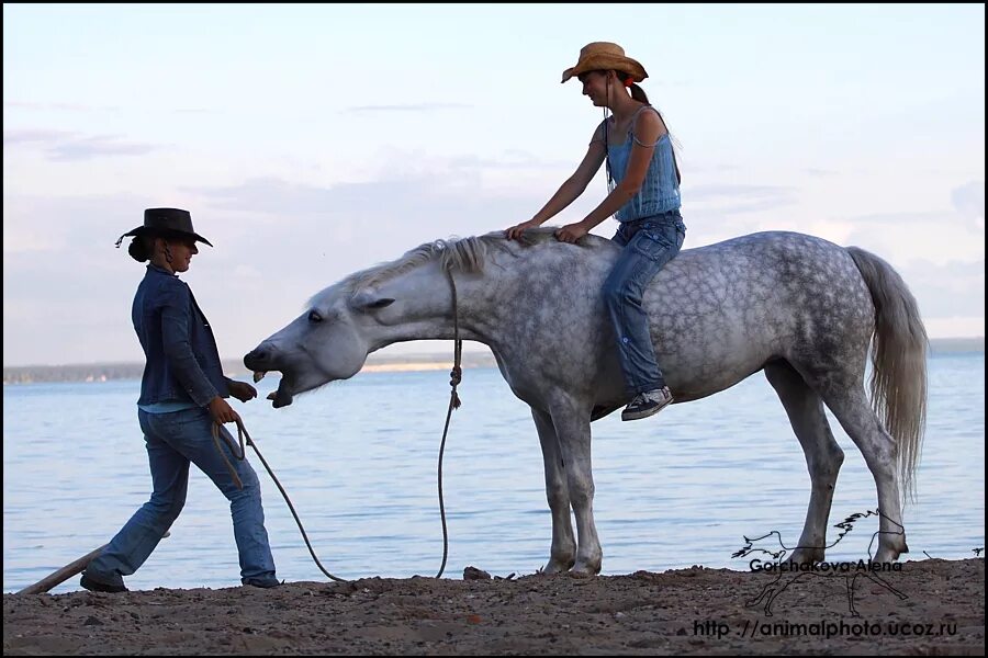 Новорожденные жеребята. Доклад о лошади. Лошадь мем. Лошади нападают на людей. Что не умеет делать лошадь.