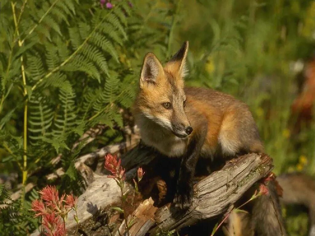 дикая и домашняя лиса. обыкновенная лисица. четыре лисы. лисичка 100. приморская лиса.