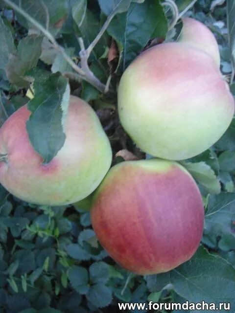 Яблоня коштеля. Яблоня уэлси окс. Сорт яблок мантет. Сорт мельба. Яблоня сорт форум.