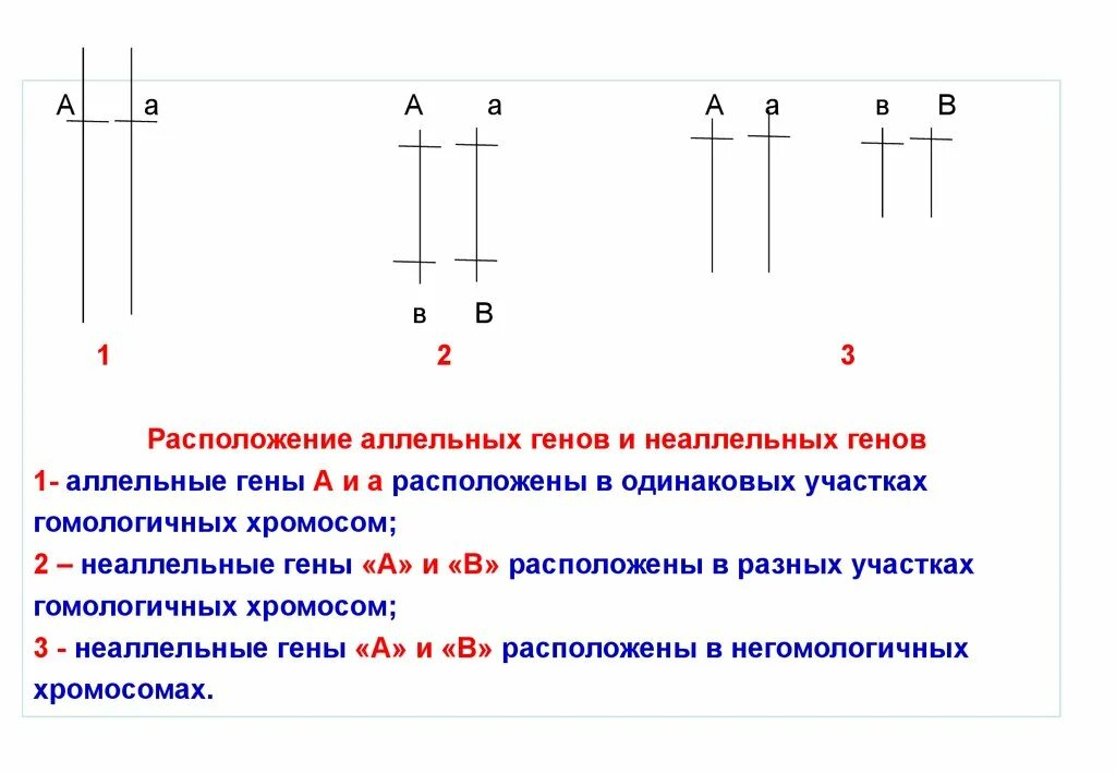 Различные аллельные гены. Аллельные и неаллельные гены. Аллейные и неаллйные гены. Неаллельные и неаллелтеые гены. Аллельные гены и неаллельные гены.