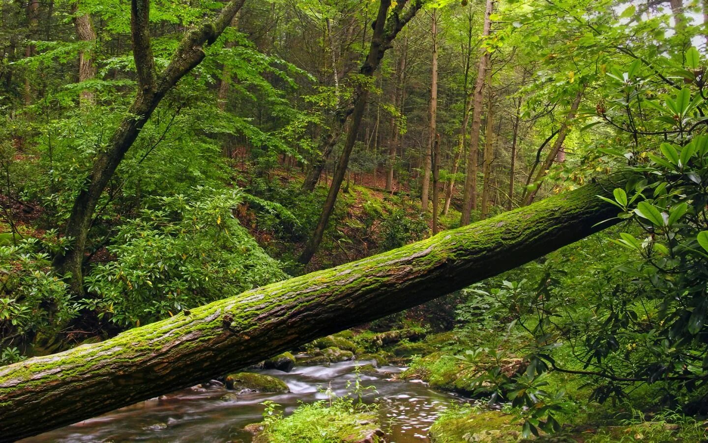 Tree falls