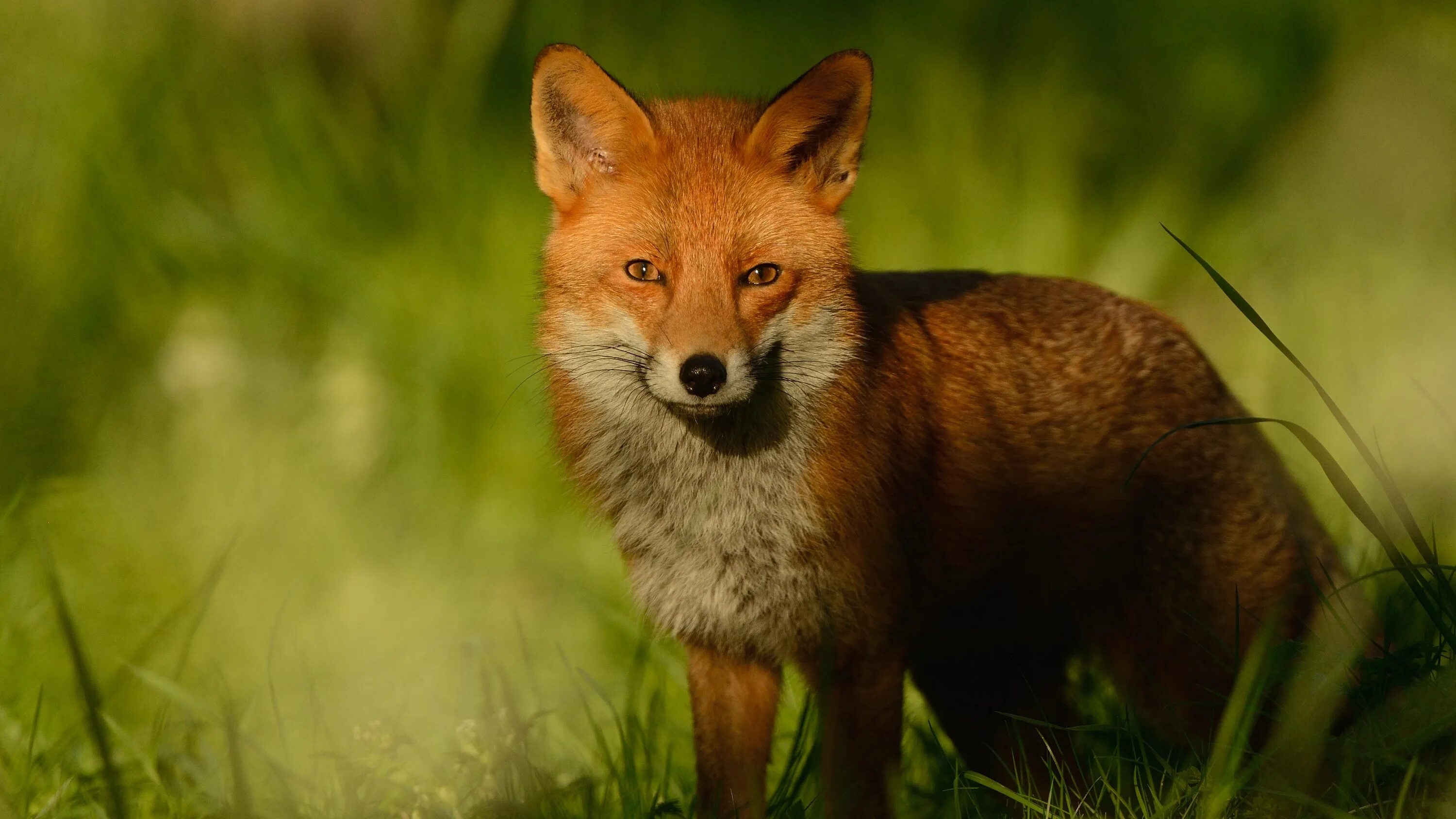 Лисы. Лиса тень. Лиса портрет фото. Обои лиса на траве. Red fox 4