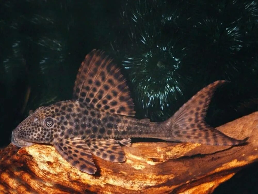 Плекостомус (Hypostomus plecostomus) 4-5 см купить за 196 руб. - ZOOMIX