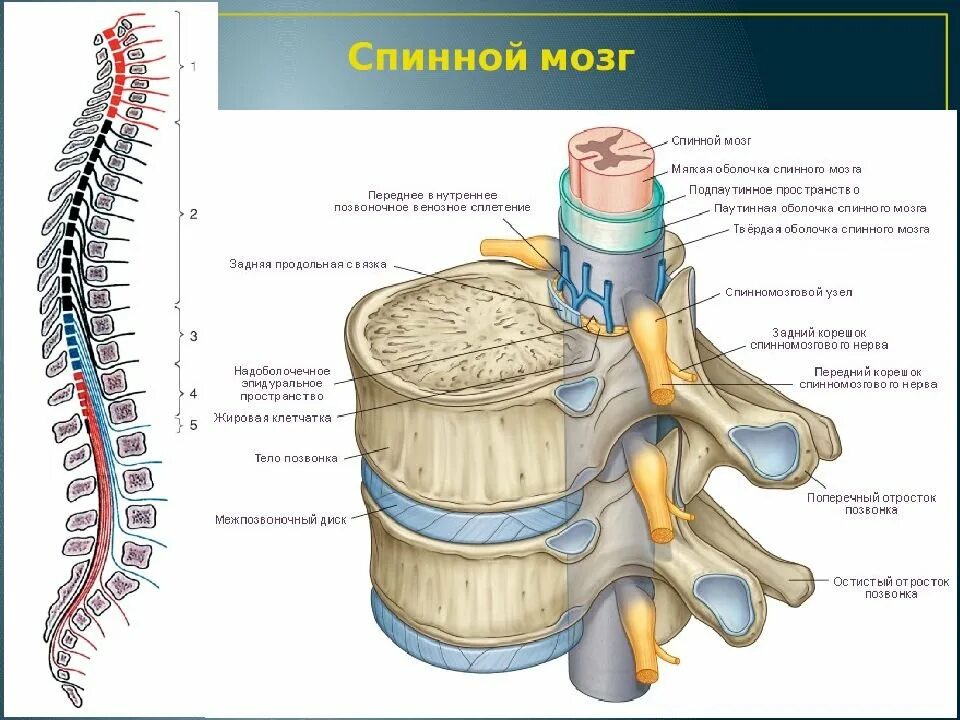 Центральный спинномозговой канал. Строение спинномозгового нерва человека. Ствол спинного мозга строение. Строение позвоночника и спинного мозга. Позвоночник смнервами строение.