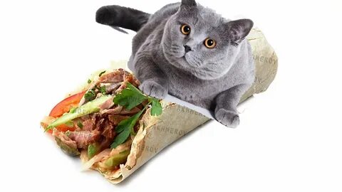 Кот шаурма