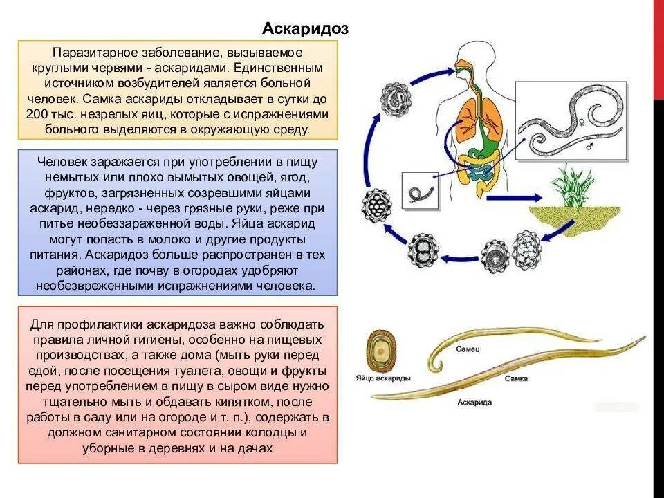 Какой вред могут причинять взрослые аскариды. Меры профилактики заболевания аскариды. Аскариды пути заражения человека. Методы профилактики аскариды человеческой. Аскаридоз это инфекционное заболевание.