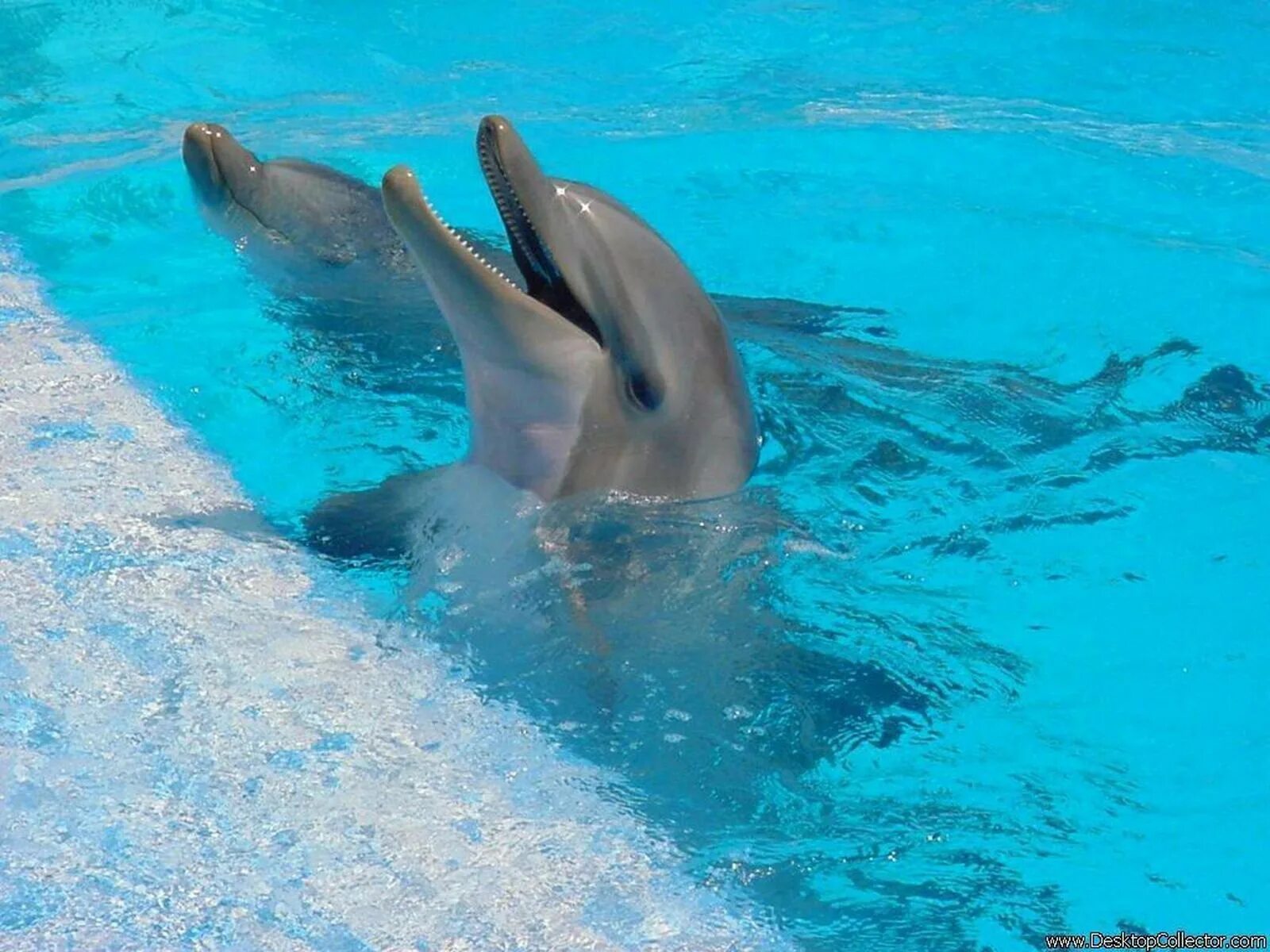 Дельфин. Дельфин фото. Дельфины в море. Смешные дельфины. Дельфиненок песня слушать
