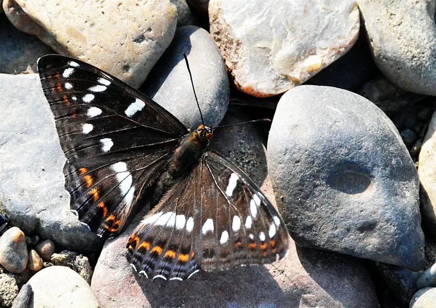 Бабочка черная. Черная бабочка в России. Пещерные бабочки. Черная бабочка в Подмосковье. Бабочка черный рынок