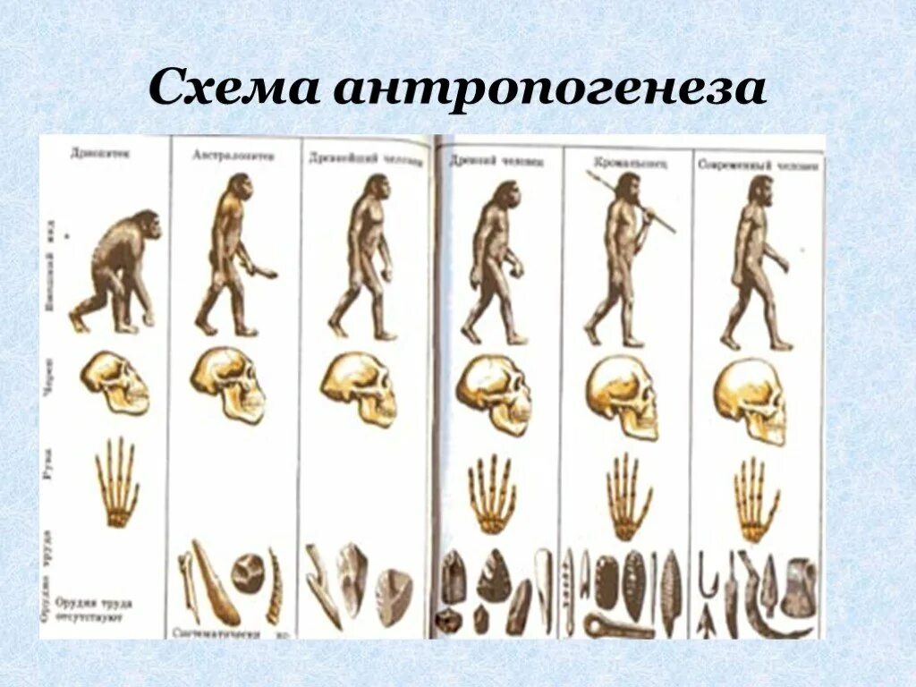 3 последовательности стадий развития человека. Антропогенез теория эволюции. Этапы эволюции человека Дарвин. Антропогенез Эволюция человека этапы эволюции. Антропогенез схема эволюции человека.